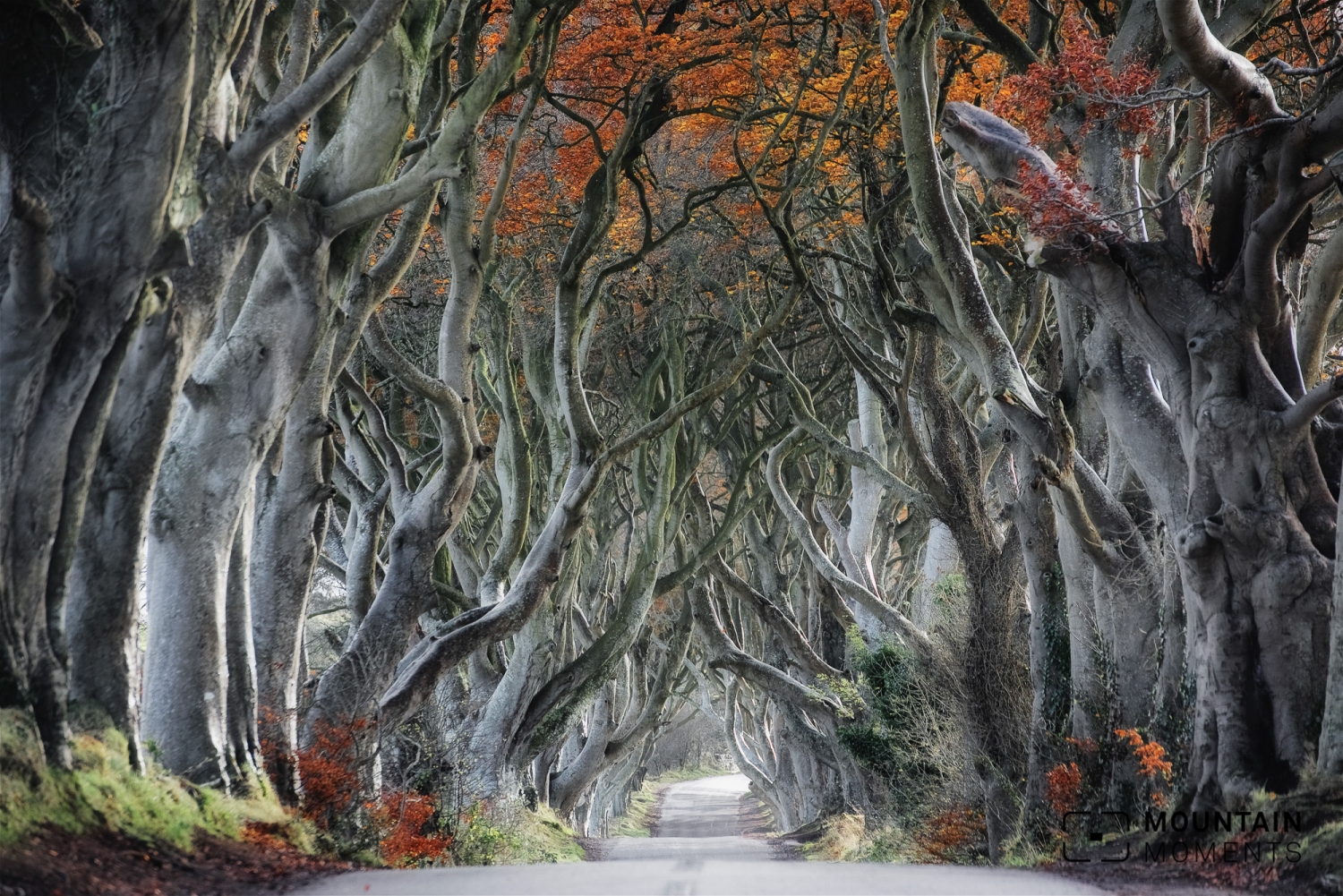 irland, irland fotospots, fotopoints irland, ireland photography, attractions ireland, sehenswürdigkeiten irland, ring of kerry, giants causeway, dark hedges, killarney, dingle, gap of dunloe